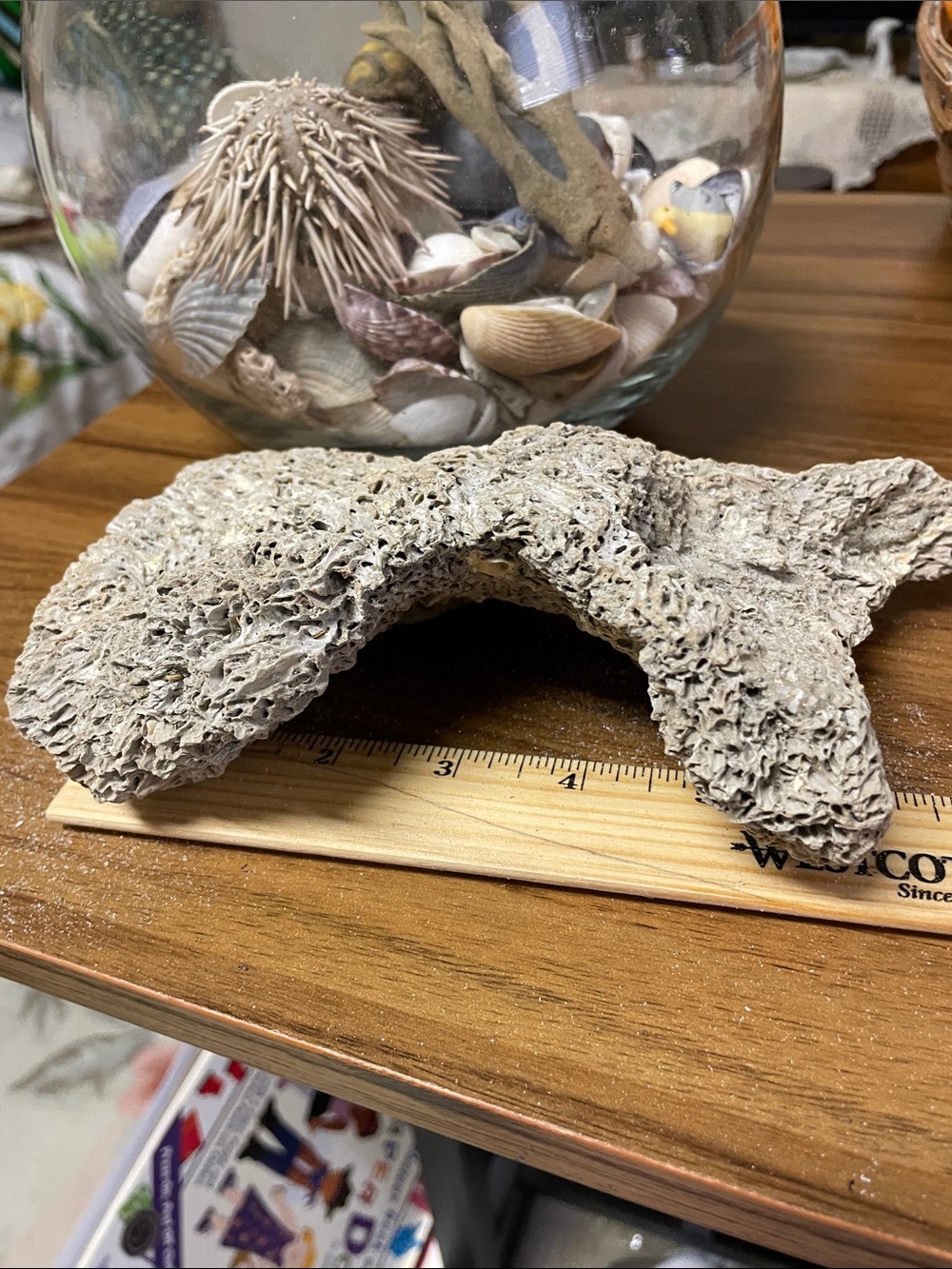 Fossil found on the beach, resembling brain fossil.